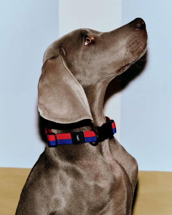 Hay Dog Collar